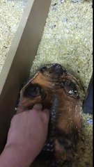 Armadillo enjoying a belly rub