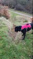 Dog plays fetch with itself by dropping its ball on a hill
