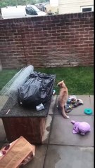 Two Cats Having A Fight In The Garden
