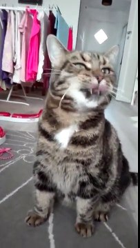 Kitten Sneezing Gets Snot In Its Whiskers