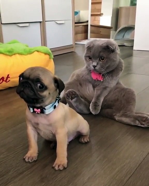 Pug puppy is worried about cat behind him