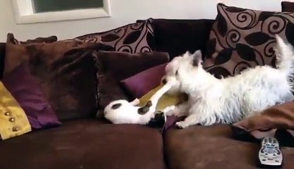 Dog and cat play-fighting on a sofa