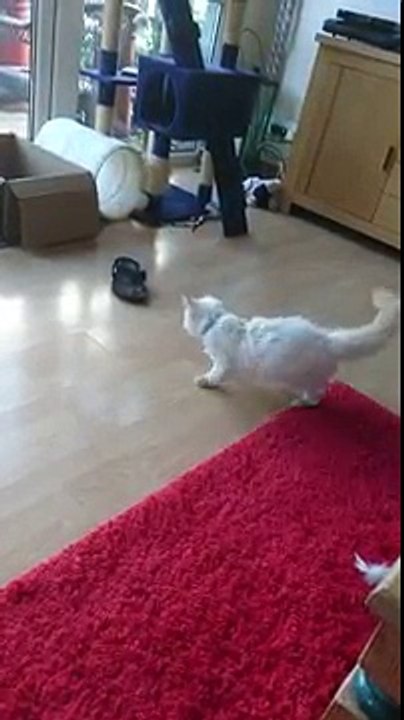 cat plays with wild flipflops