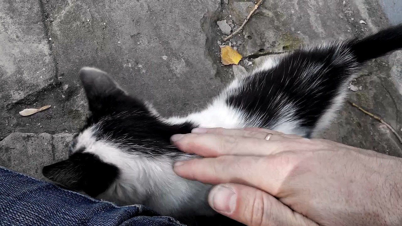 Hungry kitten meows. The kitten first day lives on the street. 1-2. [Cat life on the street]