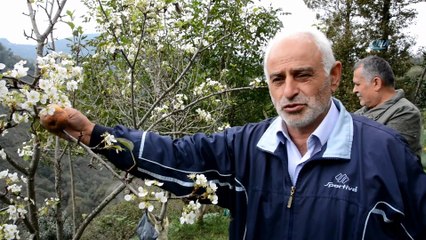 Ordu'da armut ağacı meyvesi üzerinde çiçek açtı