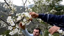 Ordu'da Armut Ağacı Meyvesi Üzerinde Çiçek Açtı