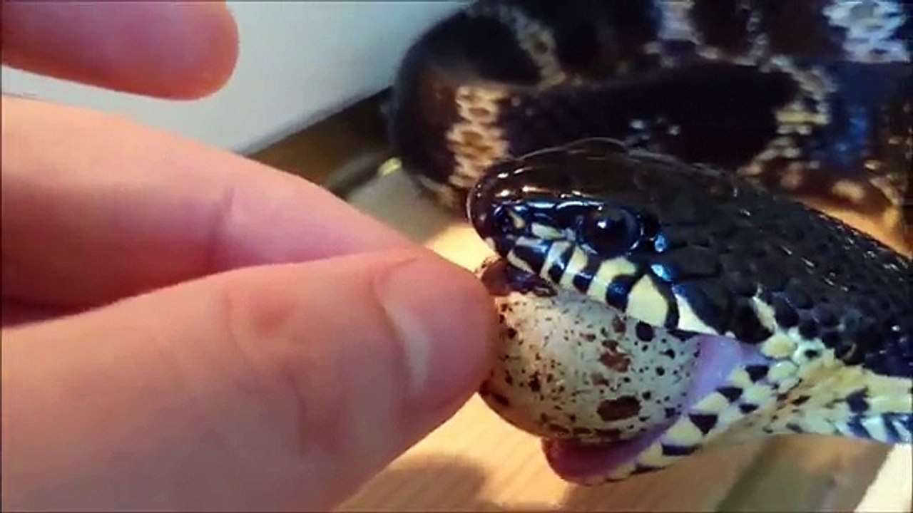手渡しでヘビに卵をあげる