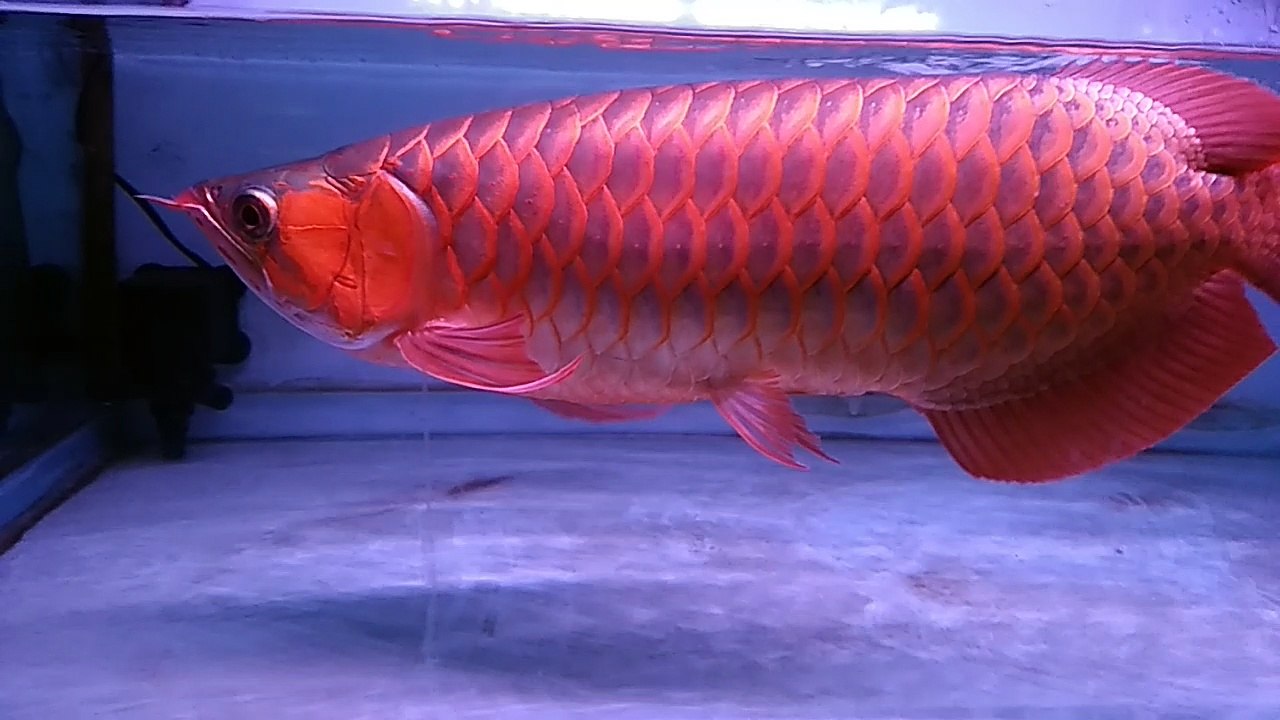 ARWANA SUPER RED - what a fish!!