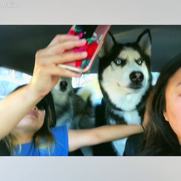 Huskies are so cute!