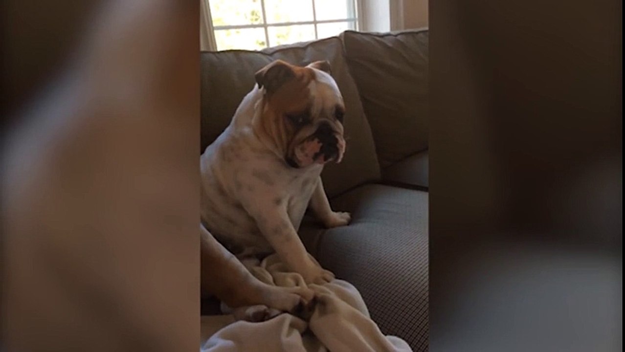 Chien avec une tactique impressionnante pour repousser les gens ennuyeux