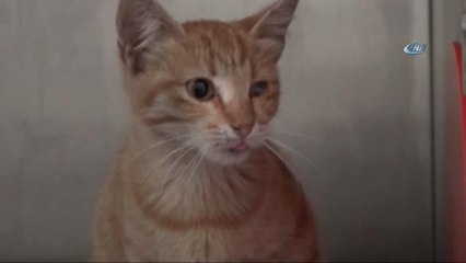 Otomobilin Çarptığı Sokak Kedisinin Tedavisini Üstlenip Sahiplendi