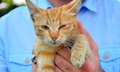 Tedavisini üstlendiği sokak kedisini sahiplendi