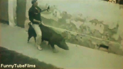 Drunk man riding on a pig