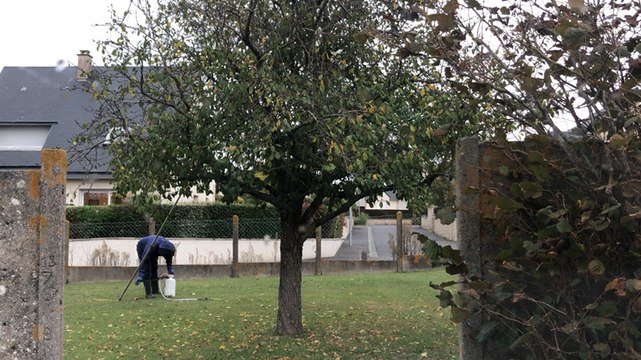 Un agent intervient pour détruire un nid de frelons asiatiques