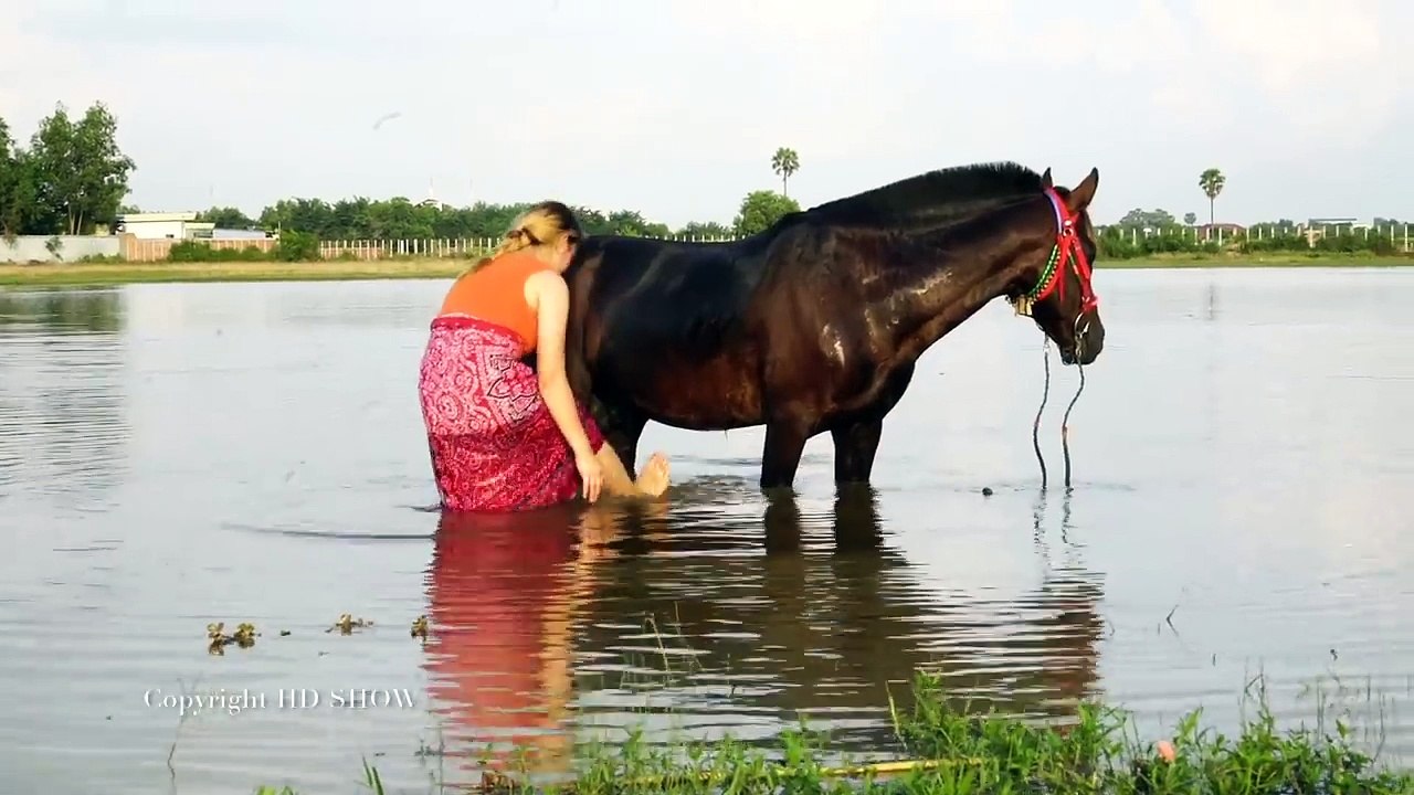   Fantastic! How to wash Horse in Small park - Village Girl Cleaning Black Horse And Care 