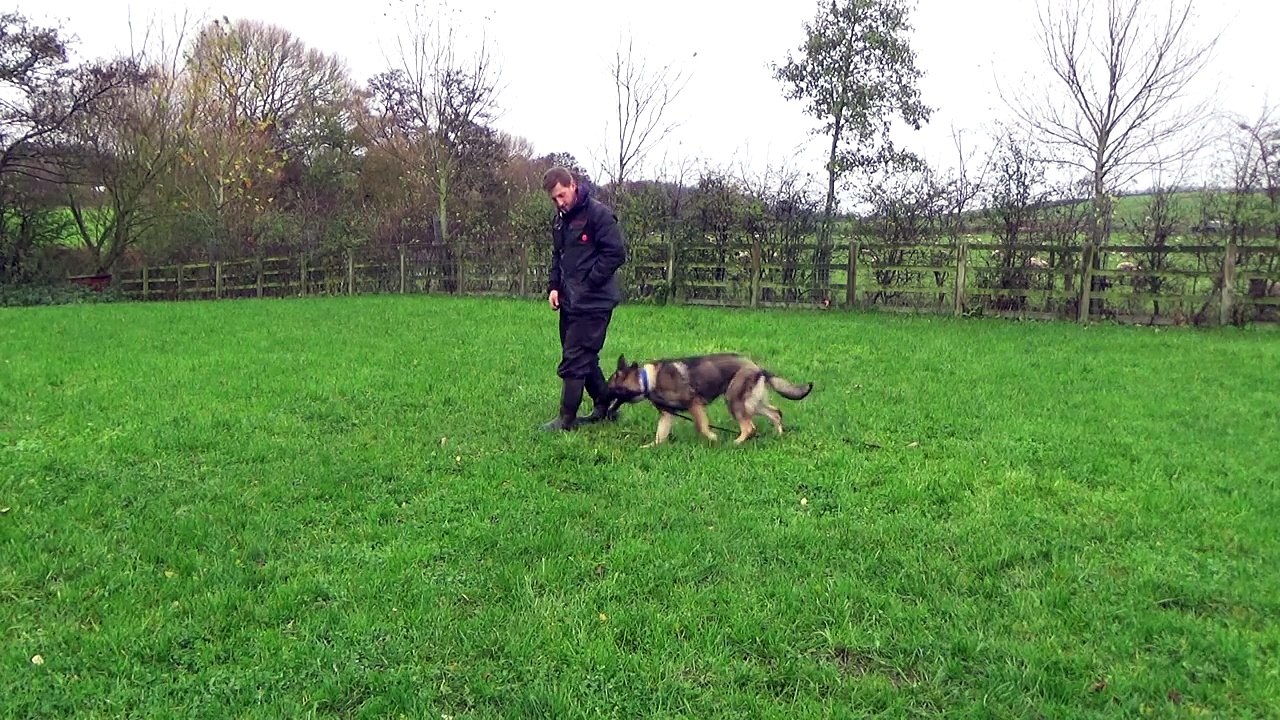 Dog Behaviour Training With Latest Training Techniques