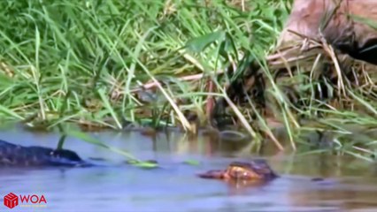 AMAZING CROCODILE PROTECT THEMSELVES FROM HUNTING OF CHEETAH - Crocodile Vs Cheetah