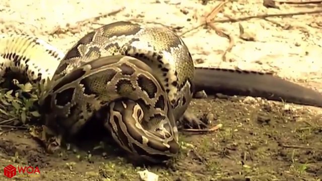 THE CROCODILE HUNTED THE PYTHON AND A SAD ENDING - Crocodile Vs Python
