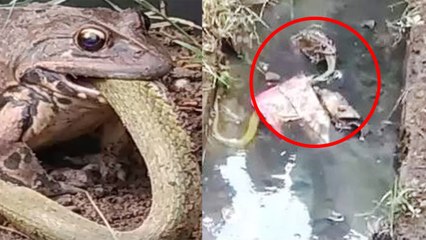 Viral Video: अनोखा नजारा- जब एक Frog ने Snake को मुंह में दबोच कर मार डाला | वनइंडिया हिंदी
