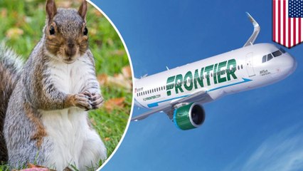 Woman kicked off flight after over emotional support squirrel