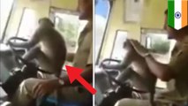 Monyet setir bus, supir bus India dipecat- TomoNews