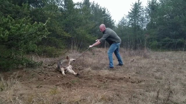 Il vient libérer un loup coincé dans un piège