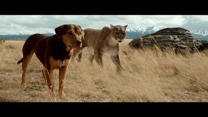 The First Trailer For 'A Dog's Way Home'