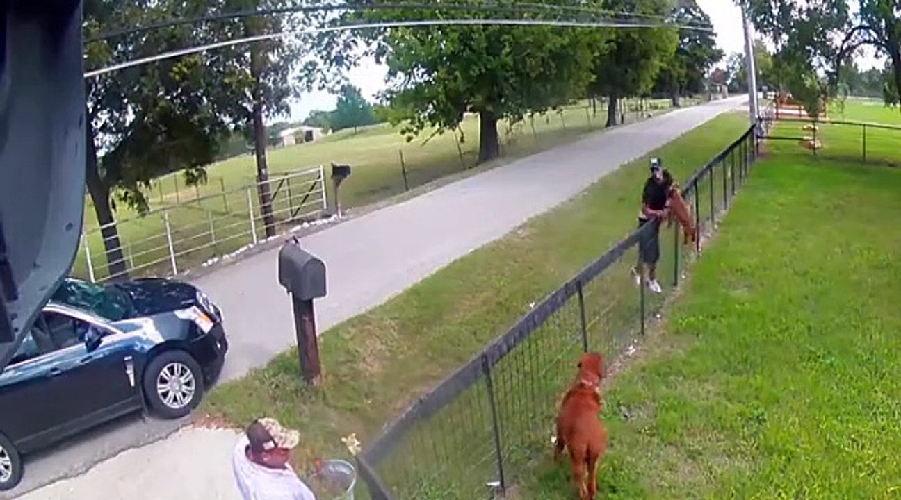 Il vole un chiot de race Dogue de Bordeaux !