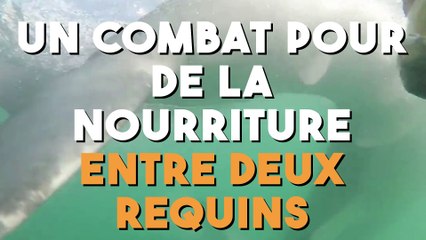 Un combat pour de la nourriture entre deux requins !