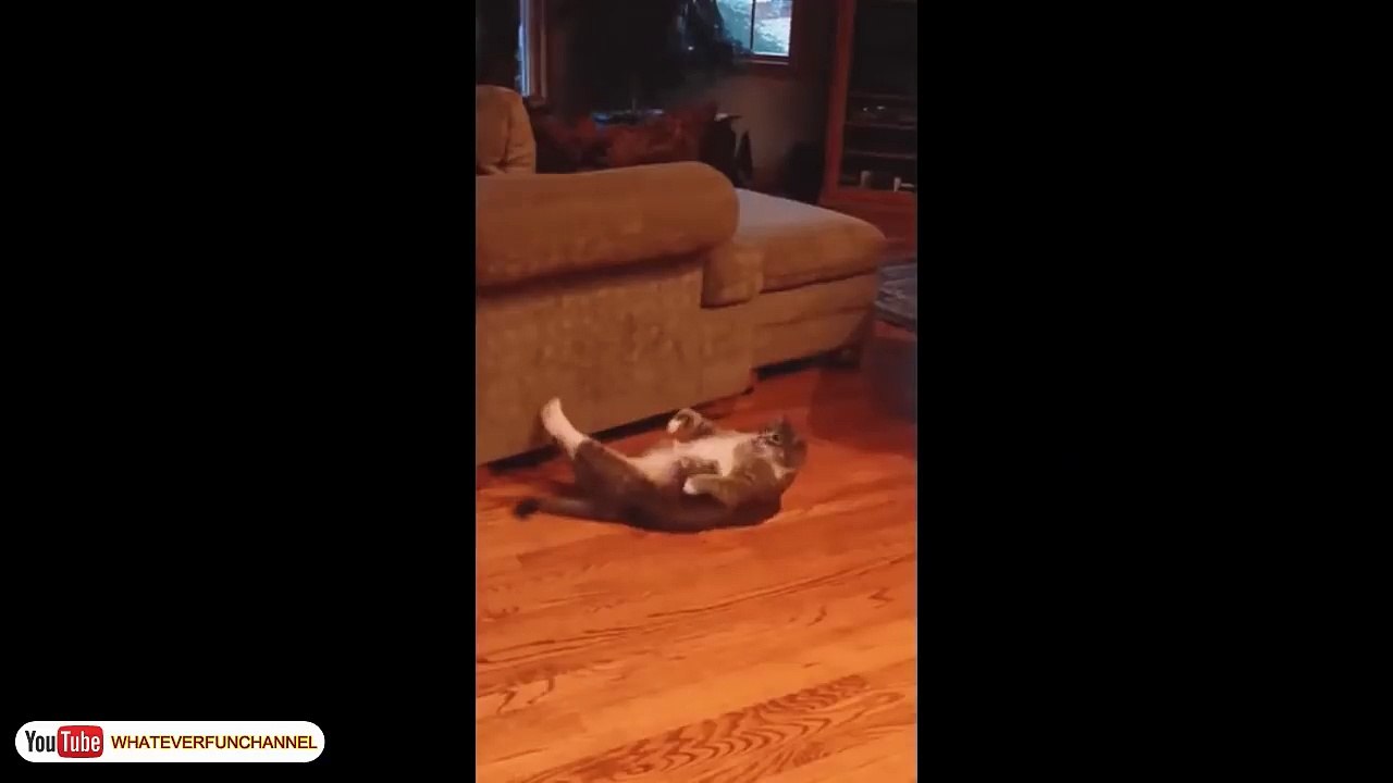 Funny Short Cat Vines