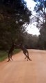 Canguros protagonizan pelea en plena carretera