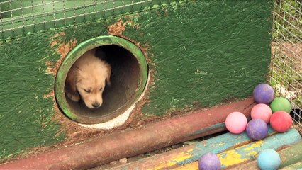 Cachorros entrenan duro para convertirse en policías en Chile
