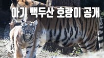[자막뉴스] 서울대공원, 아기 백두산 호랑이 4남매 시민에 첫 공개