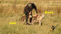 Pirri y Lola de Edu en carrera de 4:08 minutos / Greyhound VS Hare