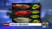 Mesa man busted by FBI, accused of illegally selling exotic fish