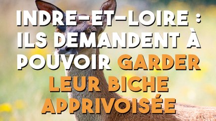 Indre-et-Loire : ils demandent à pouvoir garder leur biche apprivoisée !