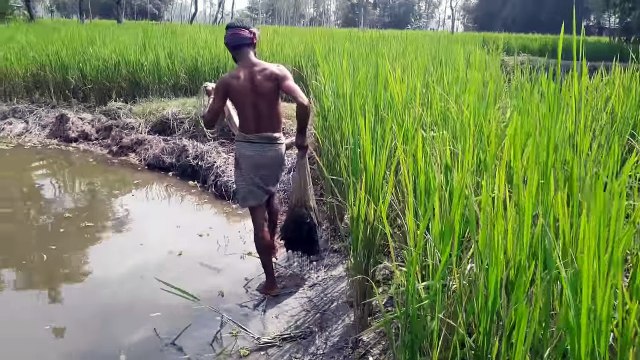 Net Fishing - Catching Lot of Fish using Cast net - Cast Net Fishing in a Pond