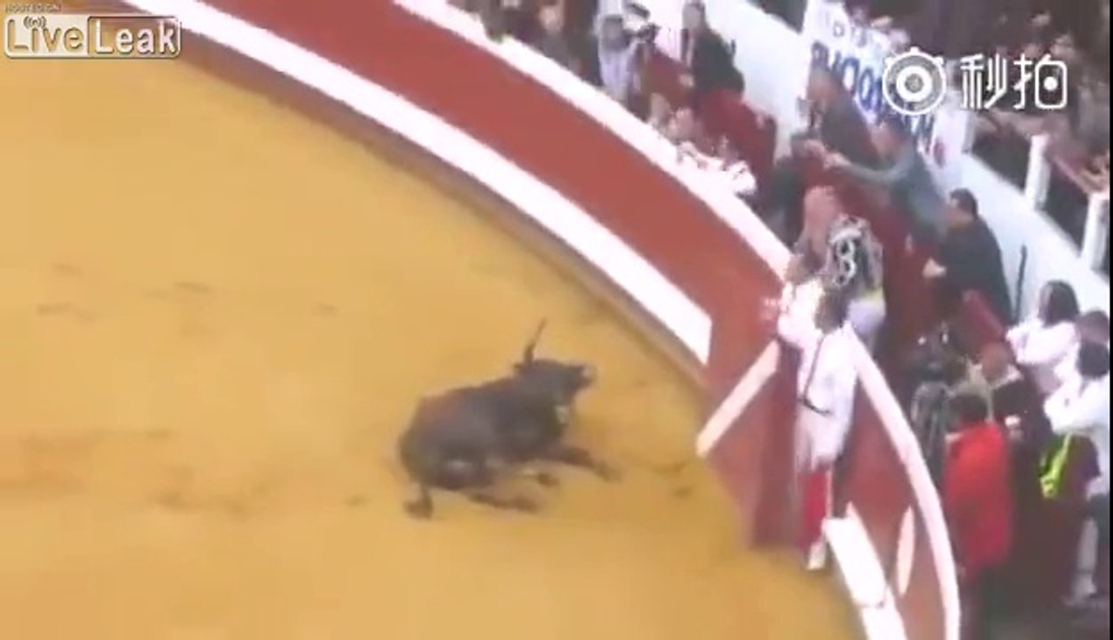 Ce taureau simule sa mort en pleine corida !