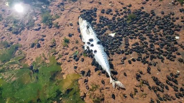 Ce poisson est dévoré en quelques minutes par des mini escargots