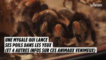 Une mygale qui lance ses poils dans les yeux (et 4 autres infos sur ces animaux venimeux)