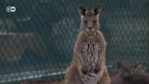 Kangurular iklim değişikliği kurbanı