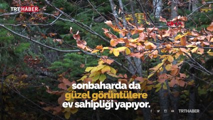 Sonbahar Uludağ'ı rengarenk ağaçlarla süsledi