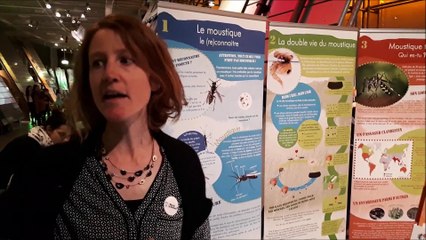 Malgré la fin de l’été, les moustiques tigres continuent de piquer