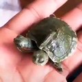 İki başlı kaplumbağa