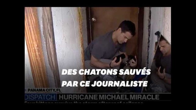 Après le passage de l’ouragan Michael, ces chatons sont secourus par un reporter