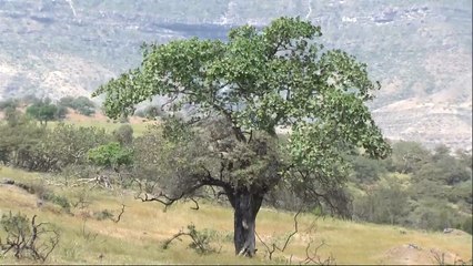 الإعصار "لبان" يقترب من محافظة ظفار العُمانية