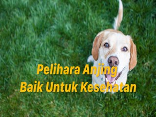 Pelihara Anjing Baik Untuk Kesehatan
