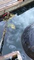 Des milliers de méduses envahissent ce port de Ketchikan, Alaska, USA