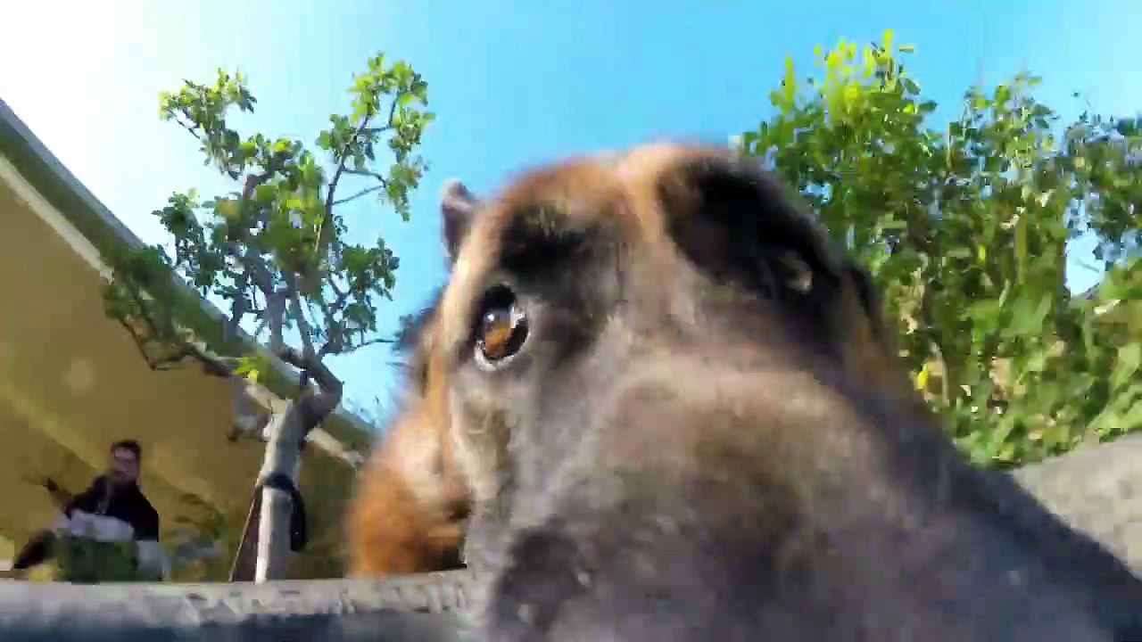 Ce berger allemand ne veut pas rendre la GoPro... Tellement drole