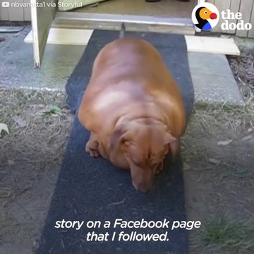 Ce gros teckel obèse va perdre 20 kilo pendant son régime